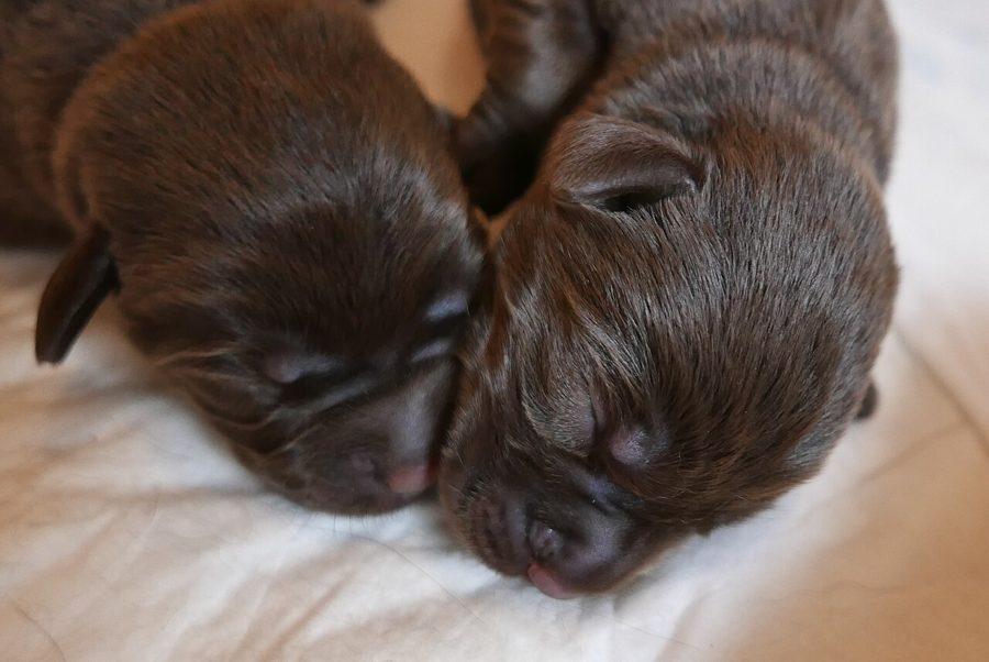 Two newborn chocolate Labrador puppies asleep on a white blanket
